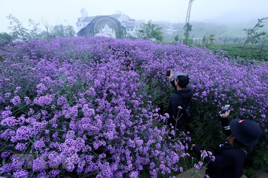 Đồi hoa tím Mã Tiền Thảo khoe sắc trong sương mờ thu hút du khách đến chiêm ngưỡng và chụp ảnh lưu niệm. (Ảnh: Quốc Khánh/TTXVN)
