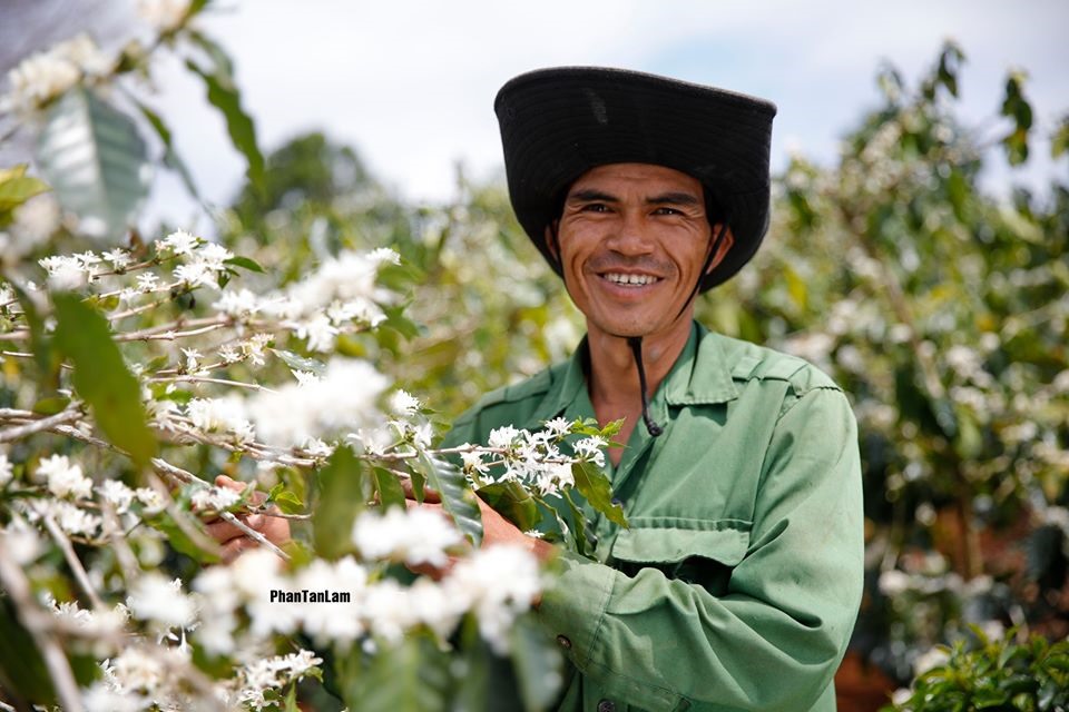 Người nông dân thu hoạch cà phê. Ảnh: Phan Tân Lâm