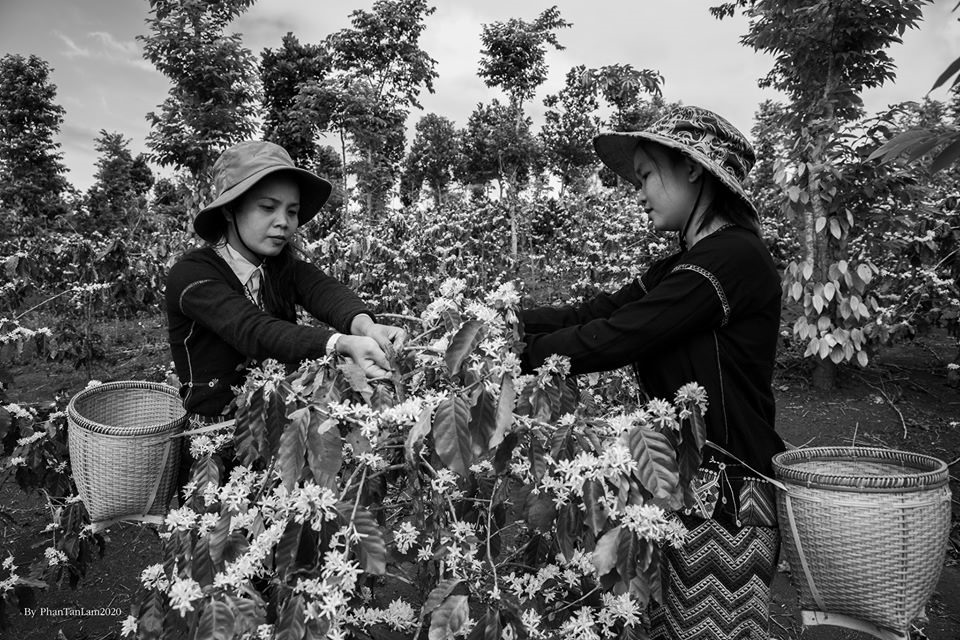 Những cô gái thu hoạch cà phê. Ảnh: Phan Tân Lâm