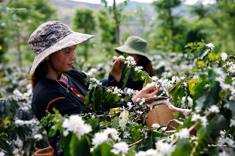 Những cô gái thu hoạch cà phê. Ảnh: Phan Tân Lâm