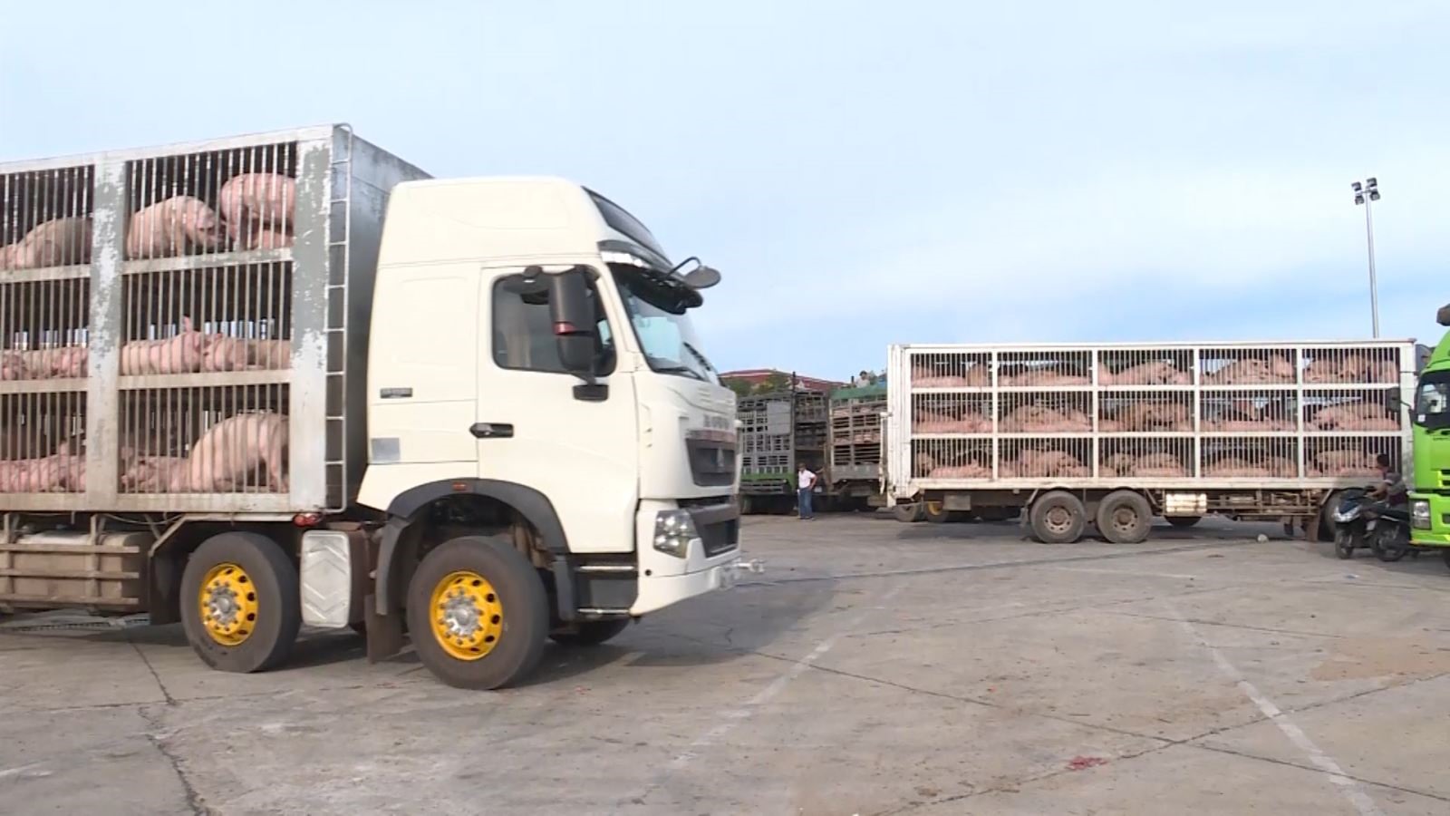 Trên 2500 con lợn đã được nhập qua Cửa khẩu Quốc tế Lao Bảo