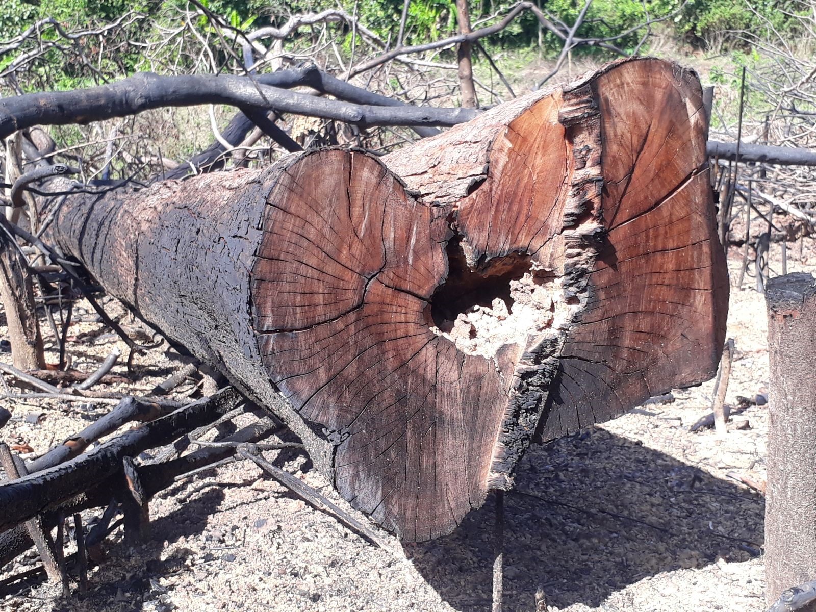 Nhiều cây gỗ có đường kính lớn bị người dân chặt hạ