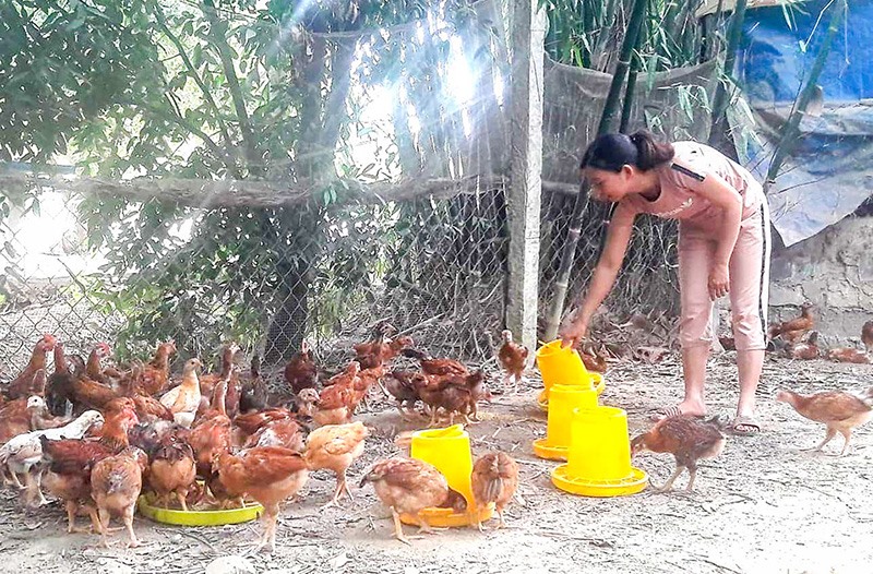 Mô hình nuôi gà thả vườn của chị Cảnh mang lại hiệu quả kinh tế cao. Ảnh: T.L