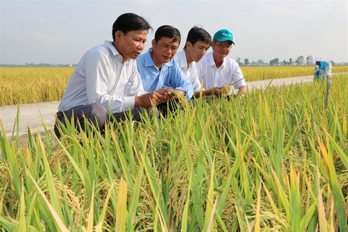 Chia sẻ kinh nghiệm trồng lúa hữu cơ