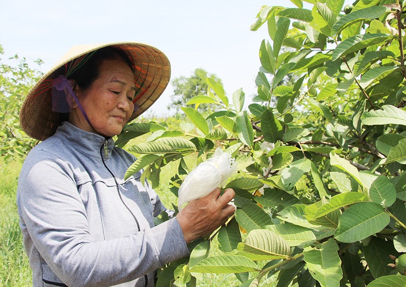 Bà Nguyễn Thị Khuyên chăm sóc vườn cây ăn trái