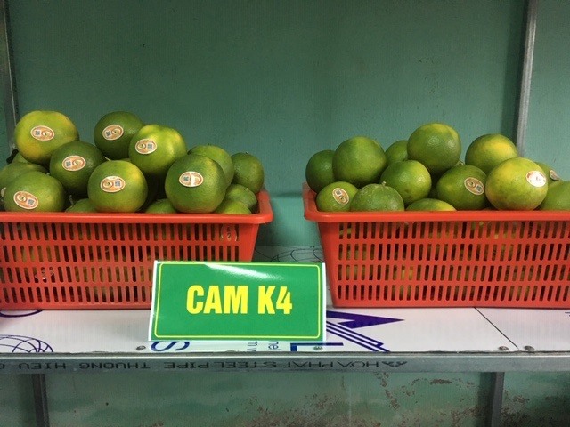 Cam K4 Hải Phú- thương hiệu nông sản nổi tiếng ở Hải Lăng