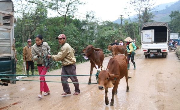 Hỗ trợ bò cho người dân phát triển sản xuất