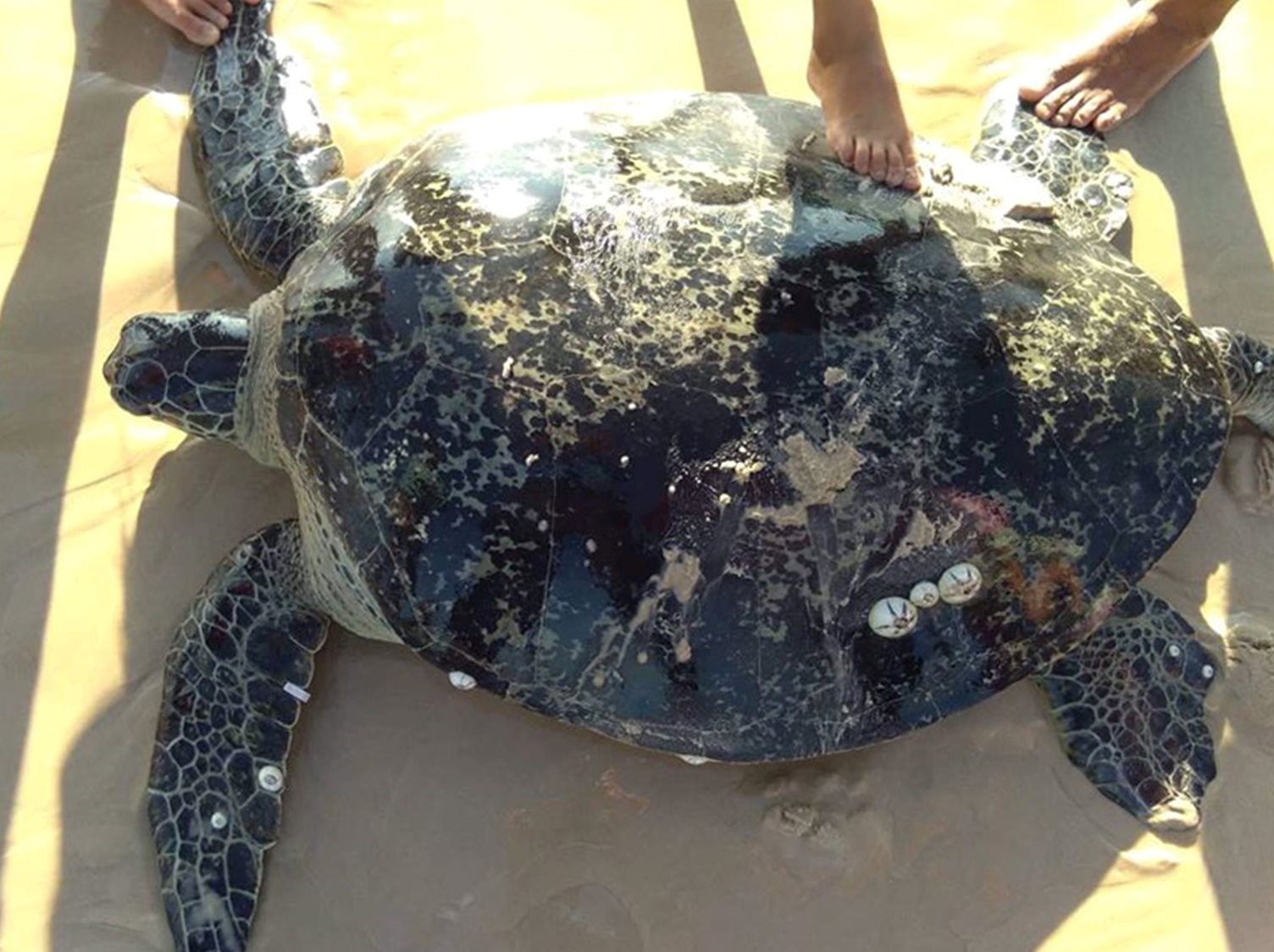 Cá thể rùa biển nặng hơn 100 kg được ngư dân Quảng Trị phát hiện cứu hộ
