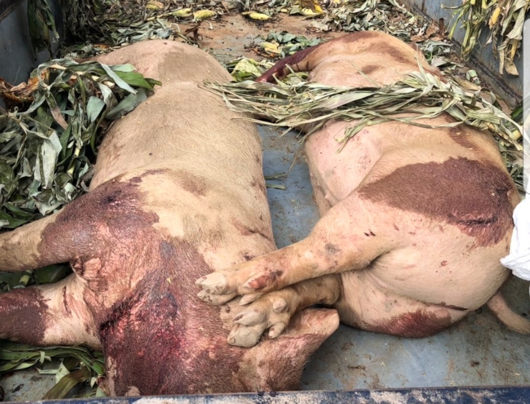 Số lợn đã chết đang trên đường vận chuyển đi tiêu thụ bị phát hiện