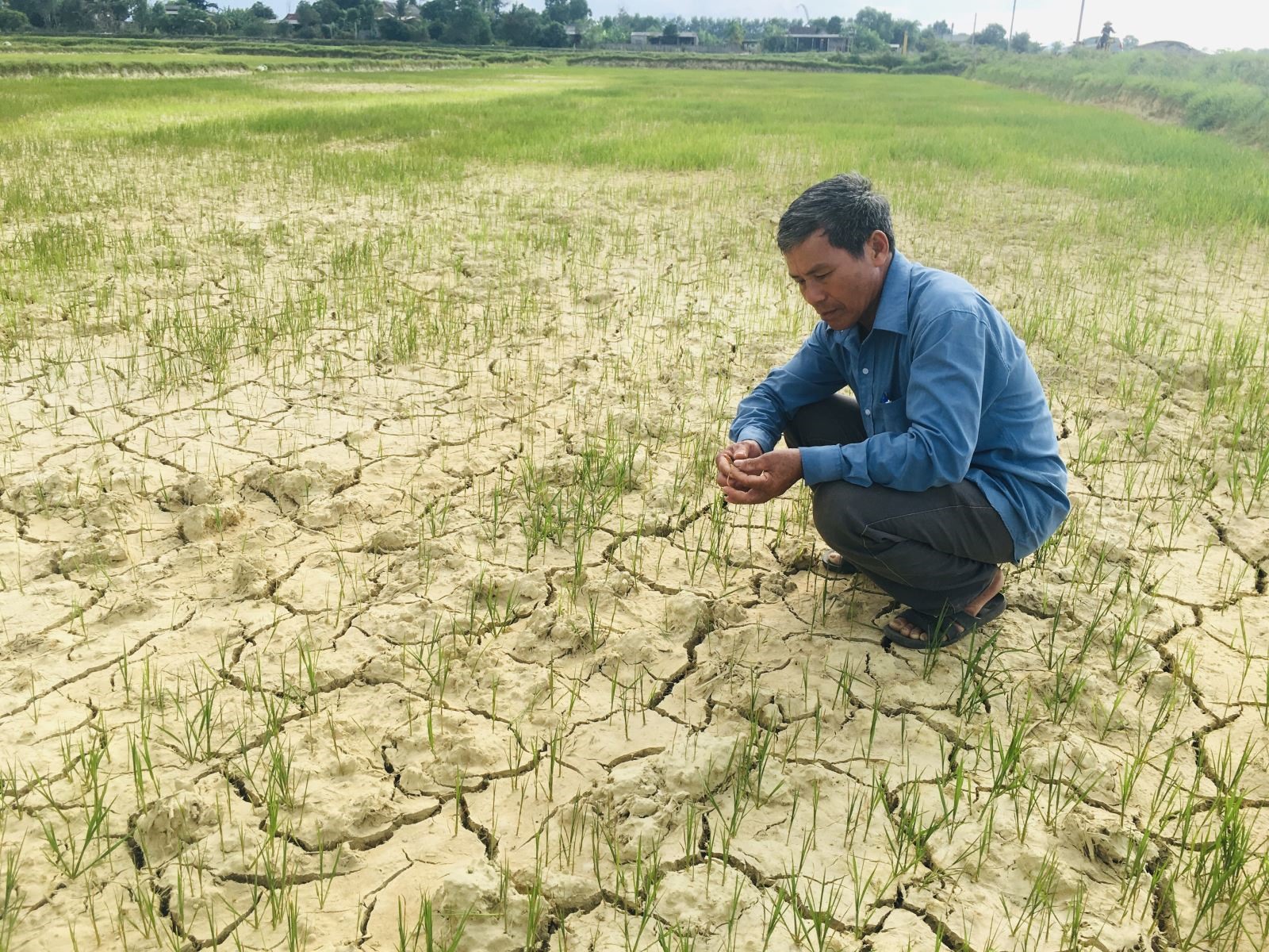 Ruộng lúa trong tình trạng khô hạn nặng của  Trần Hữu Chính, thôn Huỳnh Xá Hạ, Vĩnh Sơn Vĩnh Linh