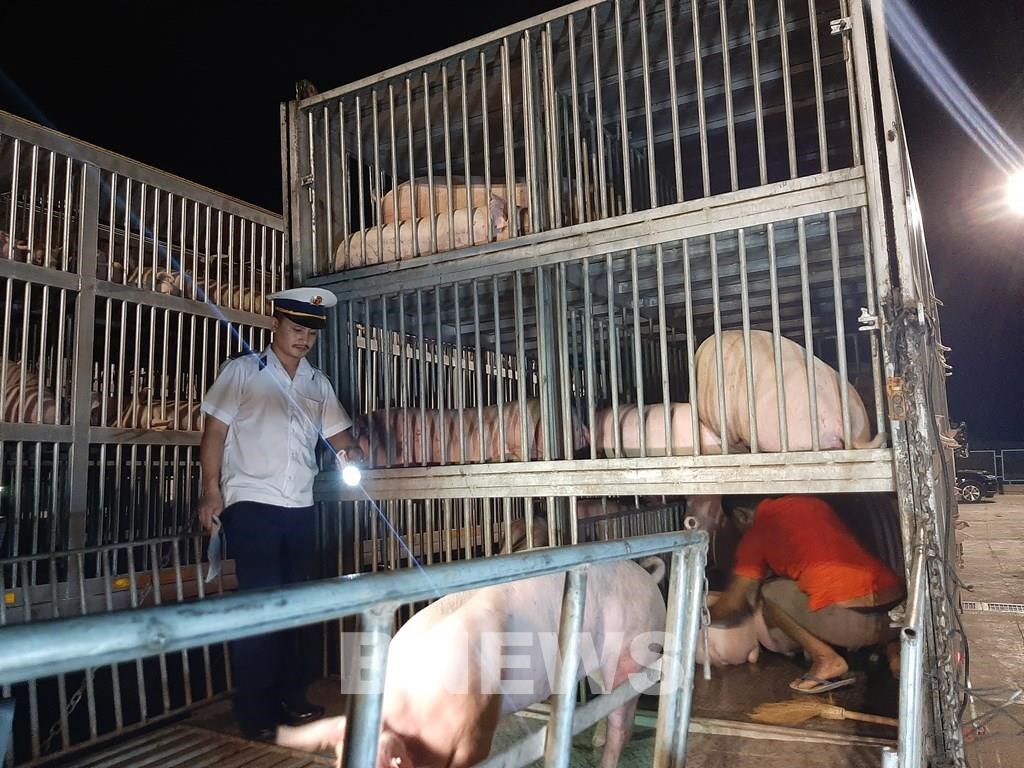 Kiểm tra, kiểm dịch lợn sống nhập khẩu từ Thái Lan tại Cửa khẩu Lao Bảo. Ảnh: Bích Hồng/TTXVN