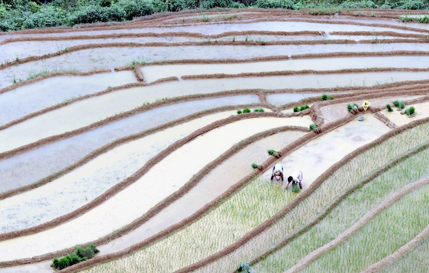 Mỗi khi có nước về, đồng bào dân tộc Mông, Thái tại xã Chiềng Muôn, huyện Mường La, tỉnh Sơn La, tranh thủ làm đất để gieo cấy lúa.