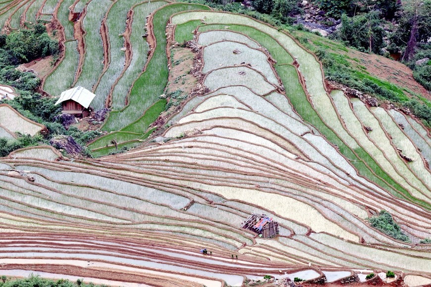 Mỗi khi có nước về, đồng bào dân tộc Mông, Thái tại xã Chiềng Muôn, huyện Mường La, tỉnh Sơn La, tranh thủ làm đất để gieo cấy lúa.