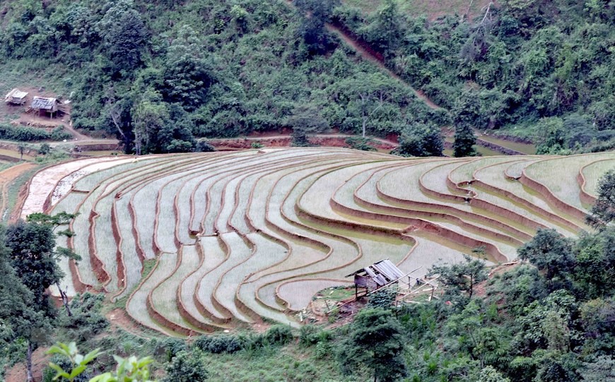 Ruộng bậc thang tại xã Chiềng Muôn, huyện Mường La, tỉnh Sơn La.