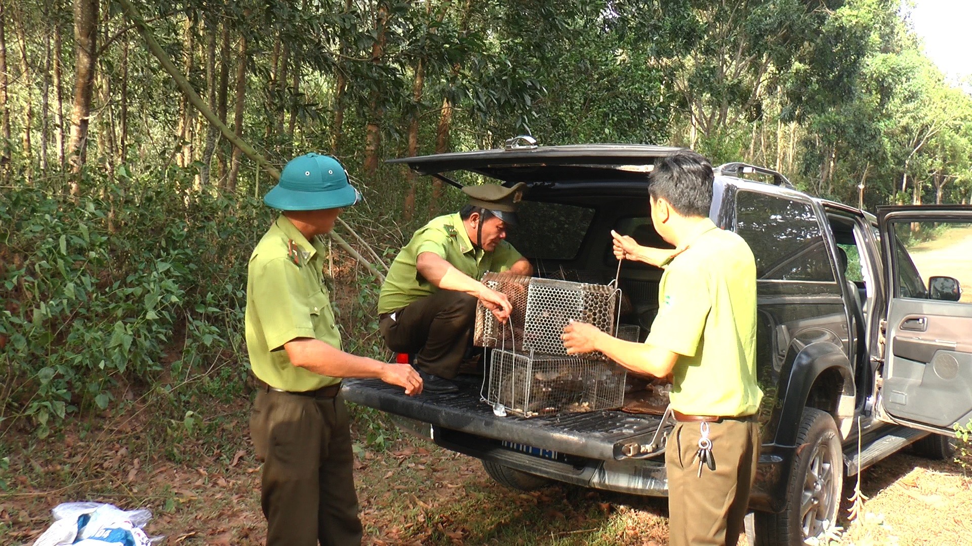 Lực lượng chức năng tiến hành thả động vật quý hiếm về Khu bảo tồn thiên nhiên Đakrông- Ảnh: TT