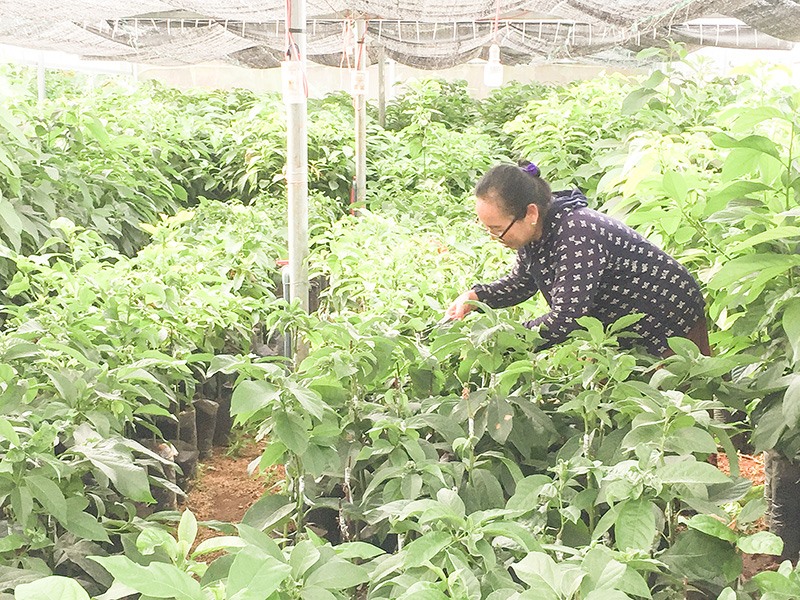 Vườn ươm cây bơ đầu dòng của Trạm Trồng trọt và Bảo vệ thực vật Gio Linh. Ảnh: VTH
