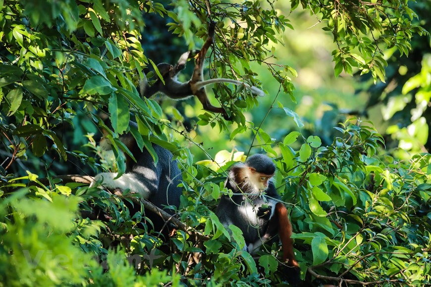 Hiện có hơn 400 cá thể Voọc chà vá chân nâu sinh sống khắp Bán đảo Sơn Trà