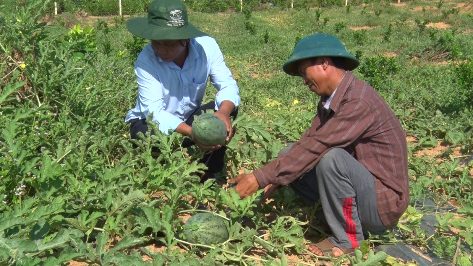 Anh Phan Văn Lộc đang thu hoạch dưa hấu trong mô hình nông - lâm kết hợp