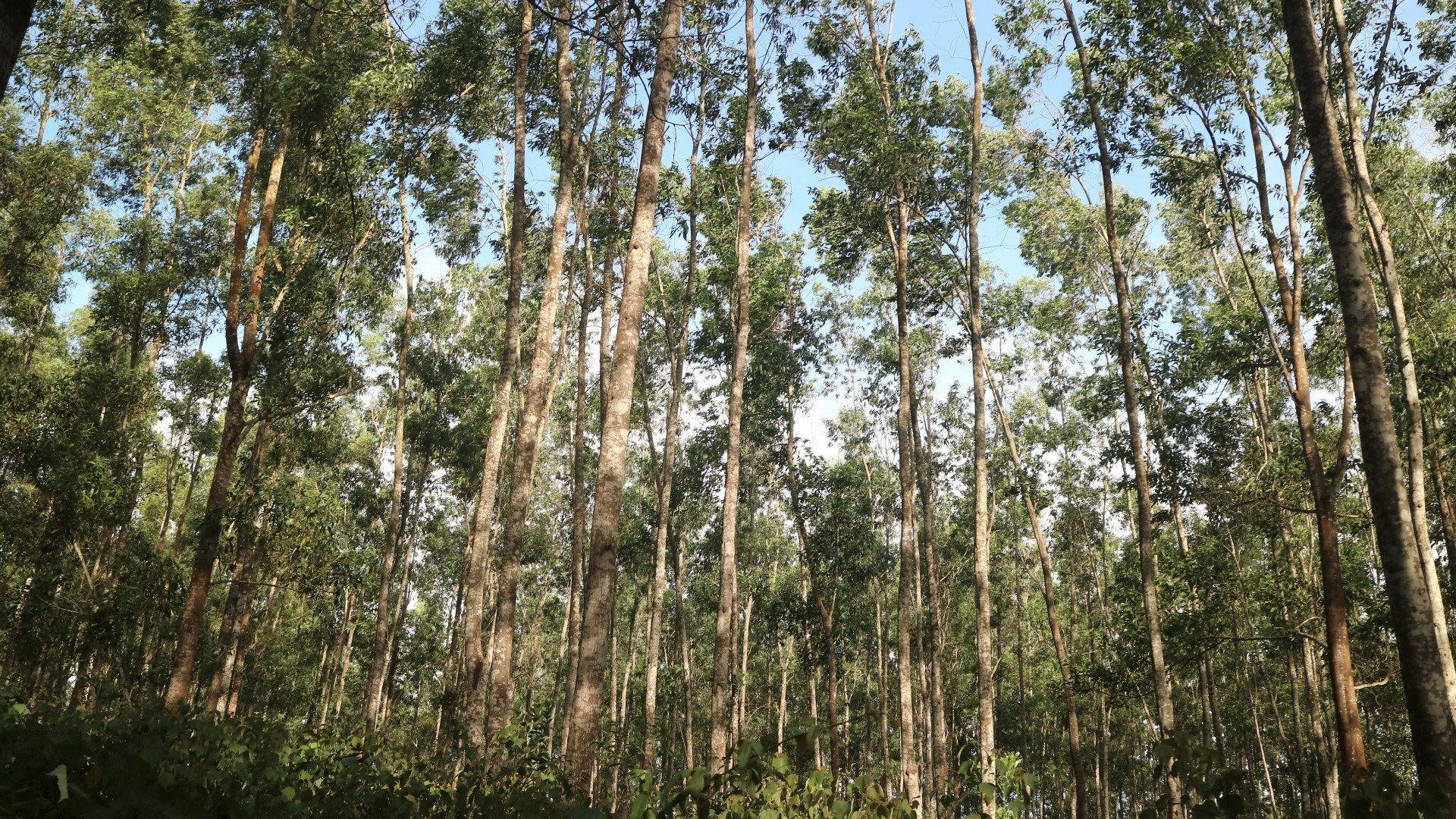 Tính riêng trong 6 tháng đầu năm 2020, Quảng Trị đã xảy ra 4 vụ cháy rừng trồng với diện tích bị cháy gần 24 ha
