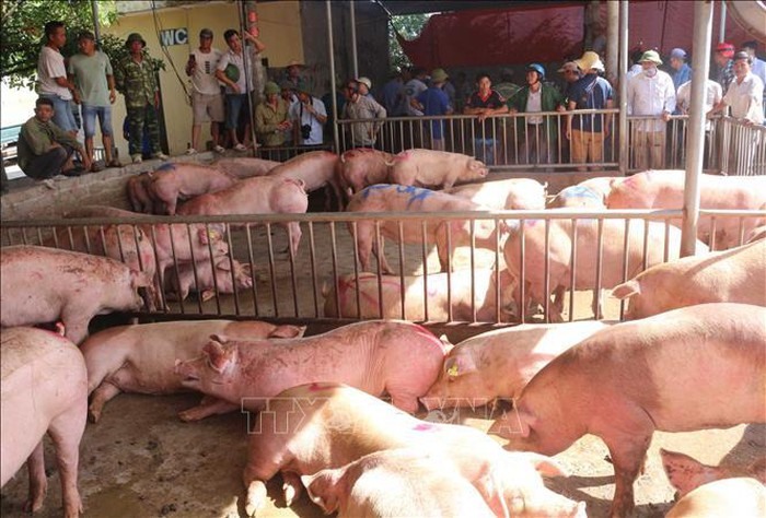 Lợn sống nhập khẩu từ Thái Lan được bày bán tại chợ đầu mối gia súc gia cầm Hà Nam (xã Bối Cầu, huyện Bình Lục, tỉnh Hà Nam, Việt Nam). Ảnh: Nguyễn Chinh/TTXVN