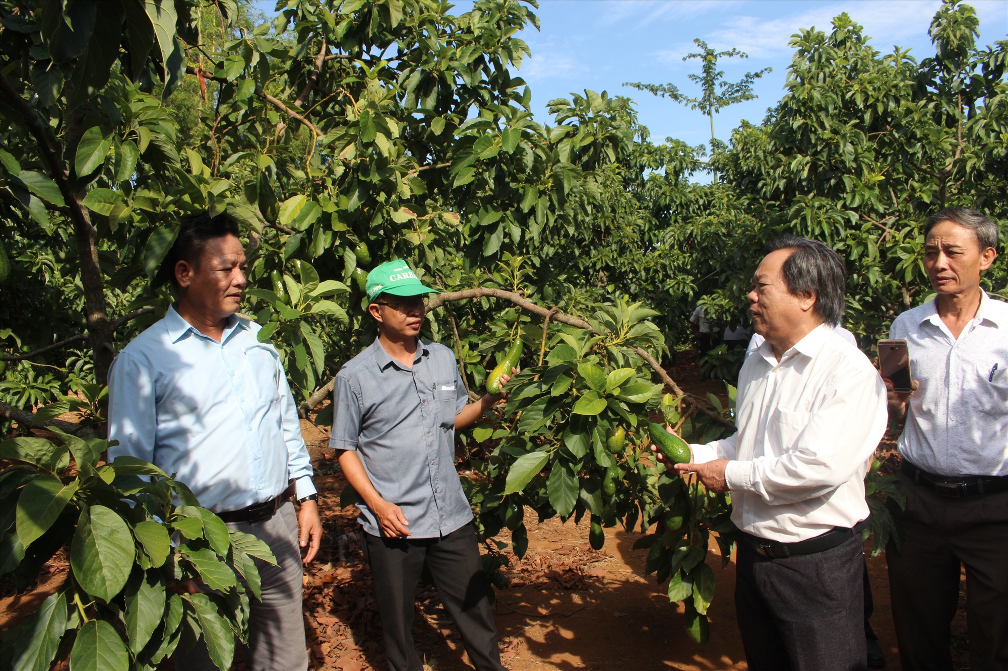 Các đại biểu tham quan mô hình trồng thử nghiệm giống cây bơ 034 trên địa bàn huyện Vĩnh Linh - Ảnh: T.T