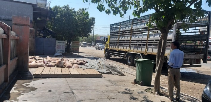 Hàng chục con lợn chết, nằm ngã nghiêng trước cổng lò mổ