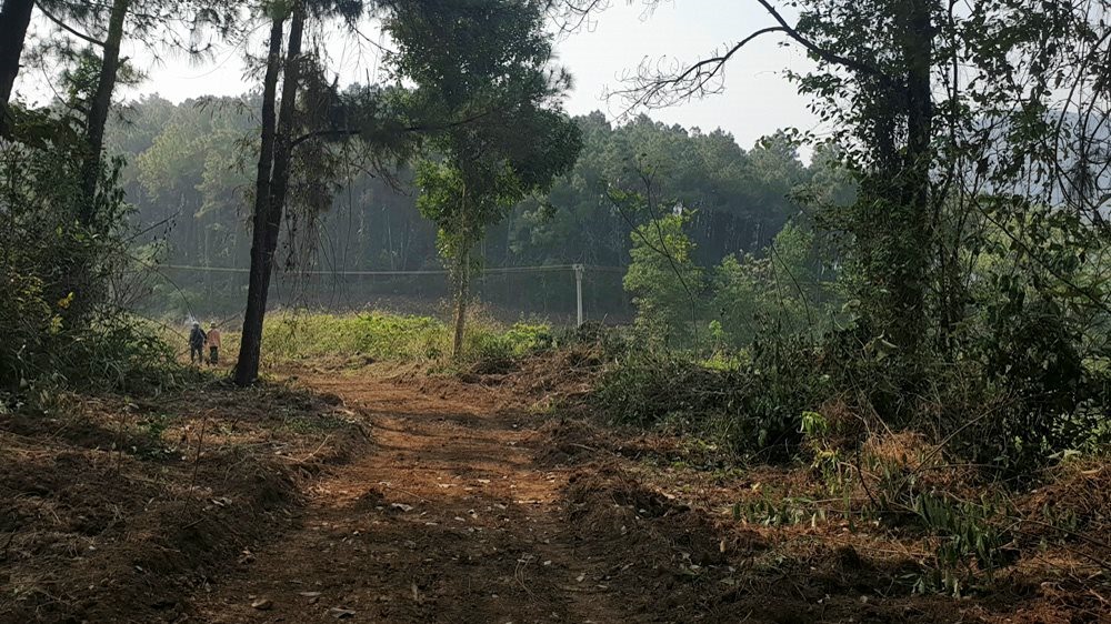 Xây dựng các tuyến đường lâm nghiệp phục vụ việc quản lý, trồng và khai thác rừng. Ảnh minh họa