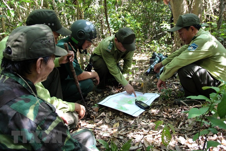 Đội tuần tra liên ngành Bảo vệ rừng, Phòng cháy chữa cháy rừng quận Sơn Trà xác định khu vực thường xuyên có bẫy thú. (Ảnh: Quốc Dũng/TTXVN)