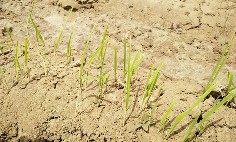Lúa khô trên cánh đồng thử nghiệm. Ảnh: Global Times