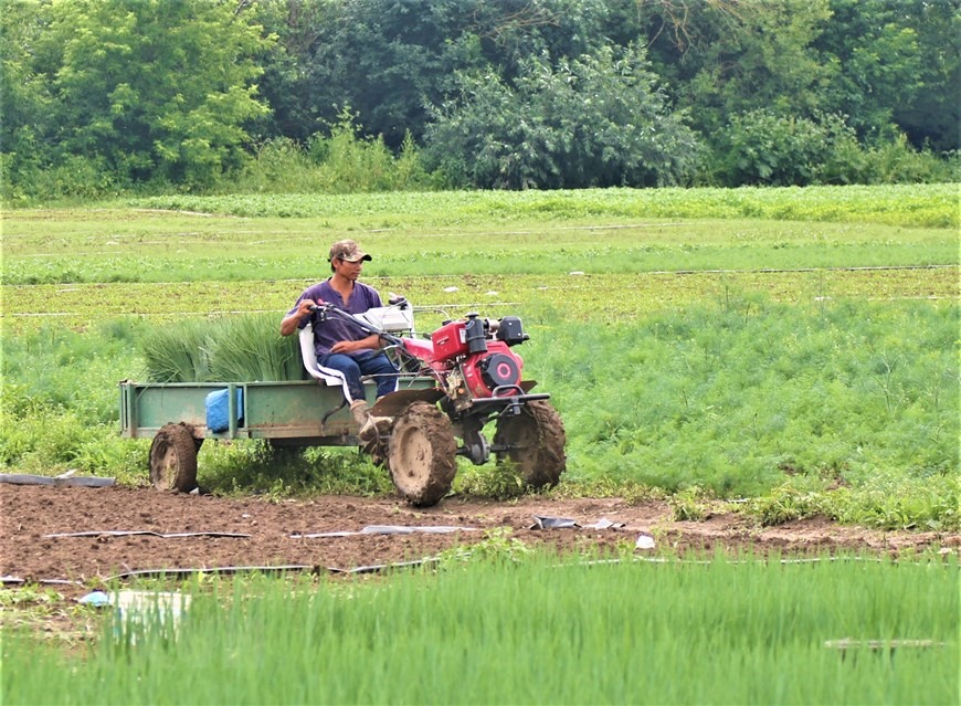 5 tháng mùa Hè là thời gian thu hoạch của họ (từ tháng Năm đến tháng Chín), là thời điểm các loại rau quả phát triển tốt, thu hoạch đều đặn nên những người Việt làm nghề này có thể tích lũy vốn liếng. (Ảnh: Duy Trinh/TTXVN)