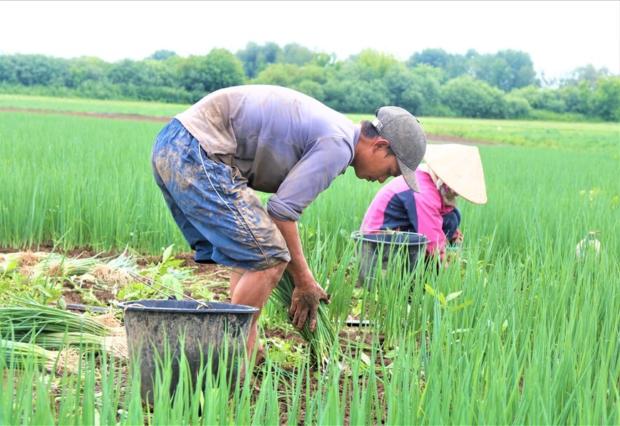 Thu hoạch hành trên đồng với giá 12 ruble/kg. Mỗi ngày một người Việt thu hoạch được khoảng 2-2,5 tạ. (Ảnh: Duy Trinh/TTXVN)