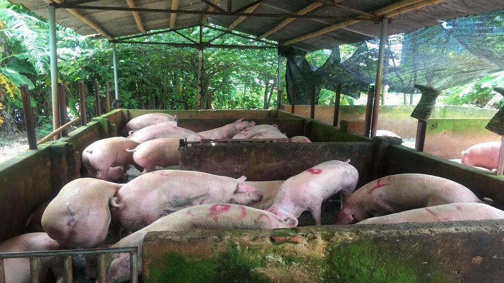 UBND tỉnh Quảng Trị yêu cầu xử lý nghiêm các trường hợp buôn bán, giết mổ, vận chuyển lợn, sản phẩm từ lợn không đảm bảo an toàn
