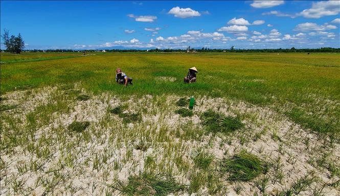 Ruộng lúa ở xã Gio Mỹ, huyện Gio Linh bị khô cháy. Ảnh: Hồ Cầu/TTXVN