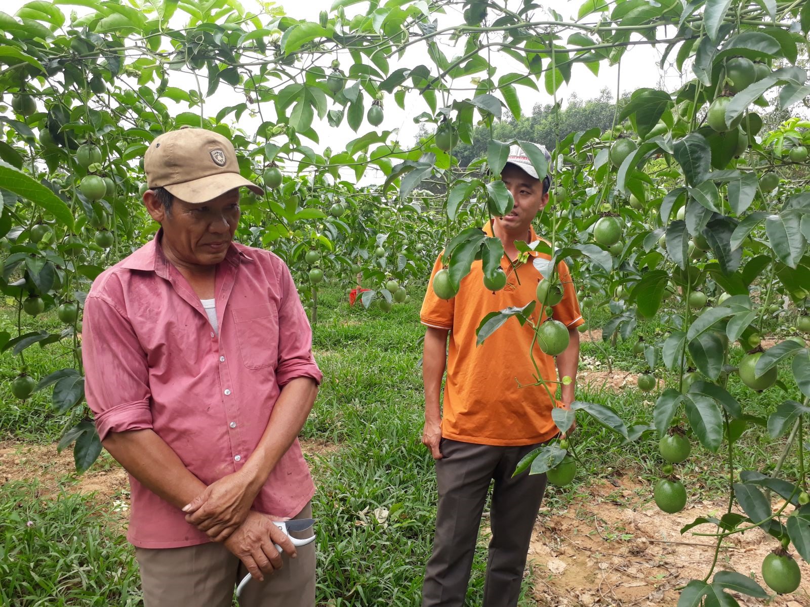 Các thành viên HTX Kinh doanh và Dịch vụ nông sản Tây Vĩnh Thủy bên mô hình trồng chanh leo.