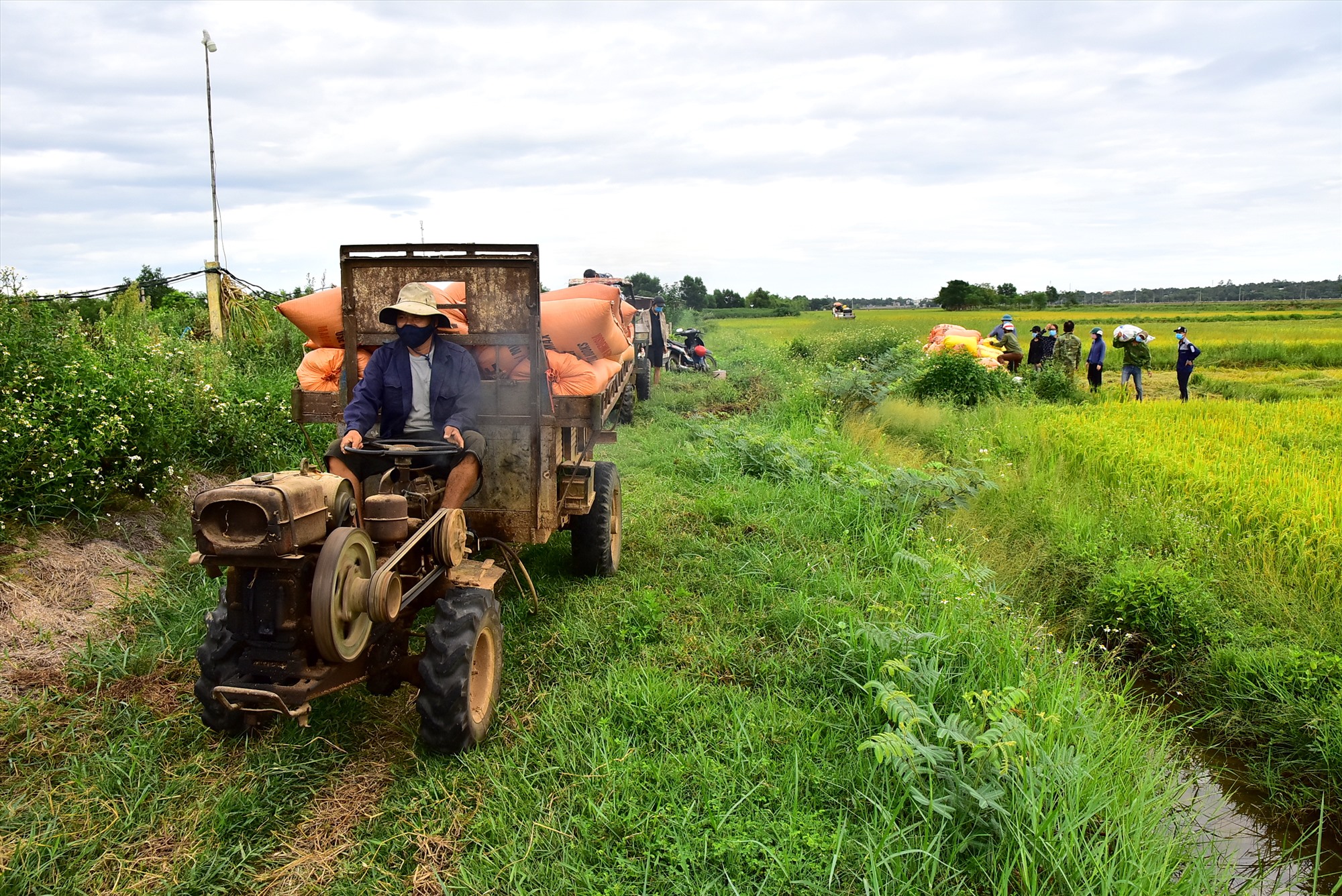 Hội viên nông dân chi hội Hiền Dũng gặt và vận chuyển lúa cho người dân thôn Đơn Duệ - Ảnh: Trần Tuyền