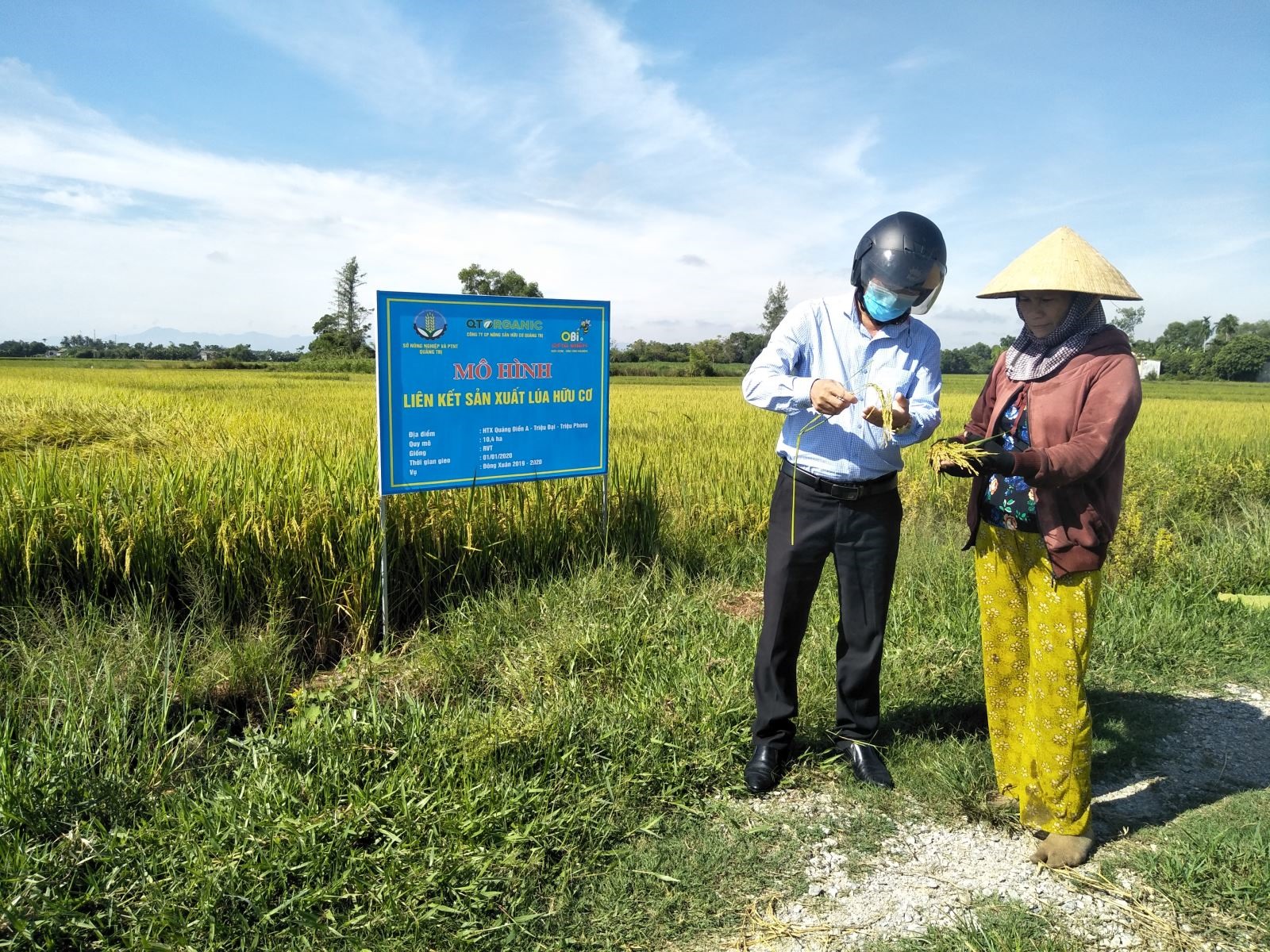 Những cánh đồng lúa hữu cơ cho nông dân xã Triệu Đại, huyện Triệu Phong giá trị kinh tế cao và bảo vệ môi trường.