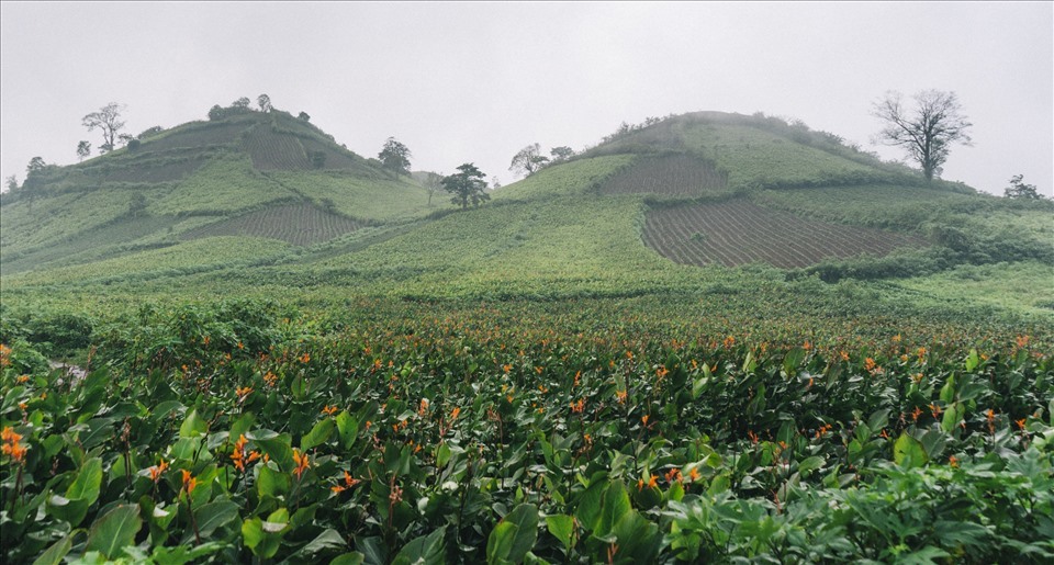 Các thửa đất trồng trải dài lên đến đỉnh núi tạo nên một “thảm xanh” vô cùng hút mắt. (Ảnh: Phạm Quý)
