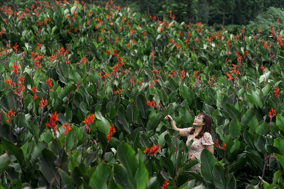 Vẻ đẹp mê hoặc của Chư Đang Ya vào mùa hoa dong giềng luôn được những người mê du lịch và nhiếp ảnh săn đón. (Ảnh: Phạm Quý)