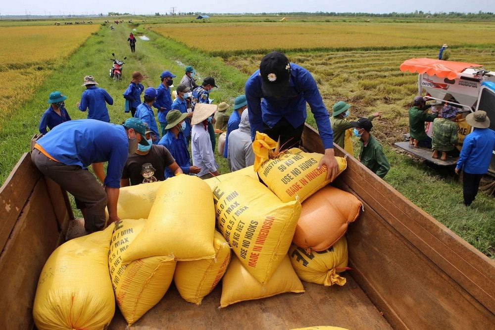 Lực lượng đoàn thanh niên giúp vận chuyển lúa đưa về nơi bảo quản