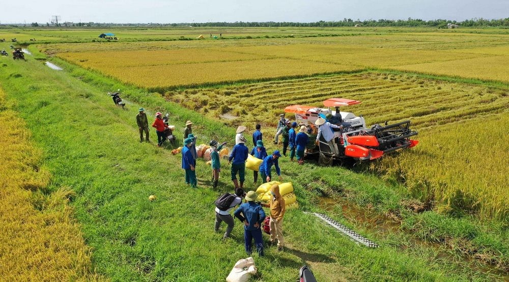Việc thu hoạch lúa tại thôn Đơn Duệ dự kiến kéo dài khoảng 10 ngày