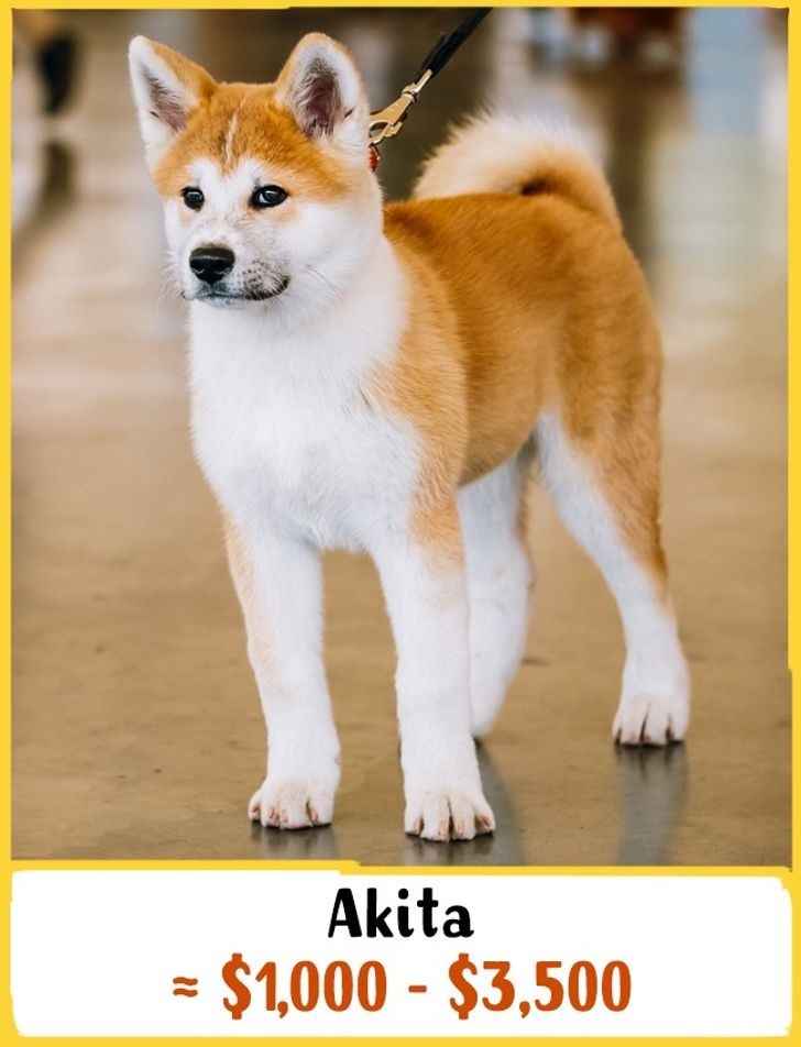 7. Chó Akita: Giá từ 1000 - 3000 USD (23 - 70 triệu đồng)  Giốg chó này xuất hiện phía bắc Nhật Bản. Akitas có tính cách đặc trưng là rất kiềm chế, thông minh, can đảm và rất tận tâm với chủ nhân của chúng. Chúng là những chú chó bảo vệ tuyệt vời và dễ dàng được huấn luyện.
