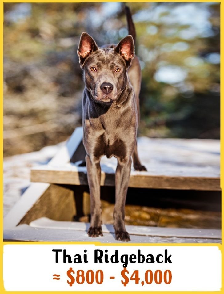 5. Chó lông xoáy Thái Lan: Giá từ 800 - 4000 USD (từ 18 - 93 triệu đồng) Đây là giống chó của Thái Lan, Ridgeback là một giống chó săn. Chúng là những con chó rất năng động và mạnh mẽ và sở hữu một trí thông minh nhạy bén.
