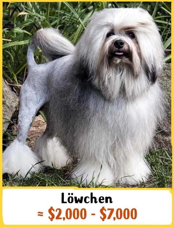2. Chó Löwchen: Giá từ 2000 - 7000 USD (58-162 triệu đồng).  Đây là giống chó cảnh có nguồn gốc từ Pháp. Năm 1960, chúng được ghi vào sách kỷ lục Guinness với tư cách là giống chó quý hiếm nhất trên thế giới. Kể từ thời điểm đó, các nhà lai tạo chó bắt đầu thử và tăng số lượng của chúng, điều này đã giúp Löwchen trở thành một giống chó rất nổi tiếng ngày nay. Chúng thông minh, can đảm và rất tận tụy.