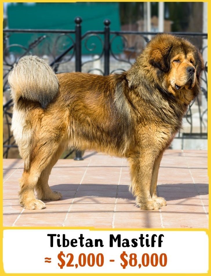 1. Chó Ngao Tây Tạng: Giá 2.500 USD - 8.000 USD (58 - 185 triệu đồng) Các bộ lạc du mục cổ đại của Trung Quốc, Nepal và Tây Tạng đã sử dụng những con chó này để bảo vệ cừu khỏi những kẻ săn mồi. Chó Ngao Tây Tạng là một trong những giống chó lớn nhất trên thế giới. Những con chó này có thể đạt chiều cao 33 inch và cân nặng trên 70 kg.