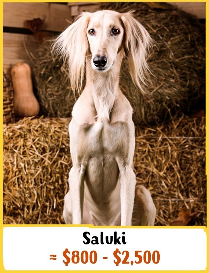 9. Chó săn Ba Tư: Giá 800 - 2500 USD (18 - 58 triệu đồng)  Đây là một trong những giống chó được thuần hóa sớm nhất. Chúng rất bình tĩnh, trung thành với chủ nhân trong gia đình và thường rất cảnh giác với người lạ.
