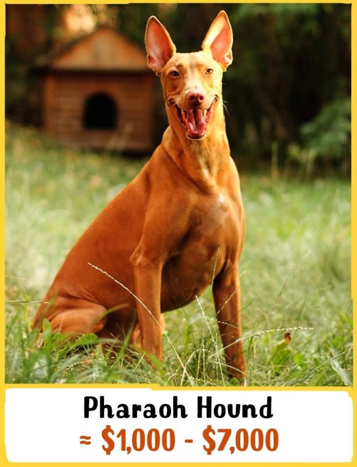 3. Chó săn Pharaoh: Giá từ 1000 - 7000USD (23 - 162 triệu đồng)