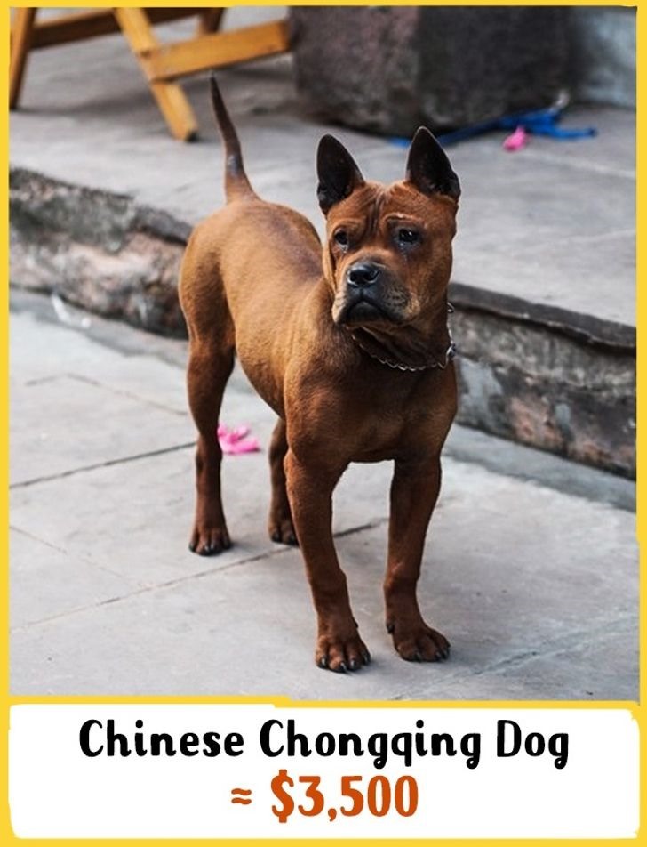 8. Chó Trùng Khánh: Giá 3500 USD (khoảng 81 triệu đồng)  Đây là một giống chó cực kỳ quý hiếm. Ngày nay, chỉ có khoảng 2.000 con ở Trung Quốc. Chúng là loài động vật rất thân thiện với trẻ em. Một trong những lợi ích của việc sở hữu một con chó Trùng Khánh là tuổi thọ của chúng rất cao.
