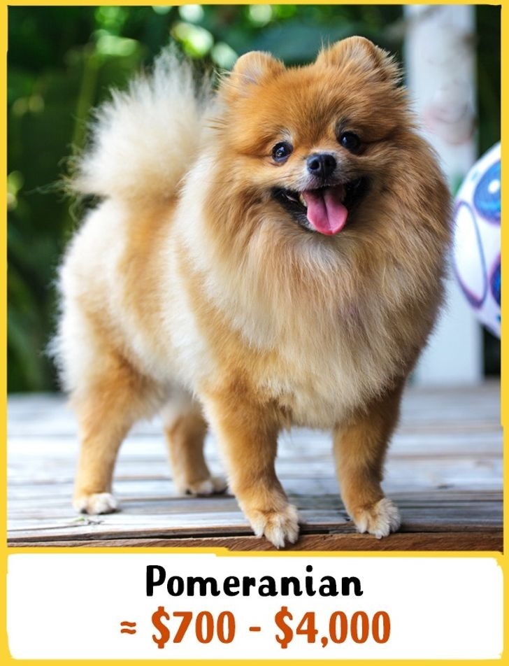 6. Giống chó Pomeranian: Giá từ 700 - 4000 USD (16 - 93 triệu đồng) Đây là giống chó cảnh ở Đức. Pomeranian vui vẻ, rất trung thành, thông minh và dễ huấn luyện.