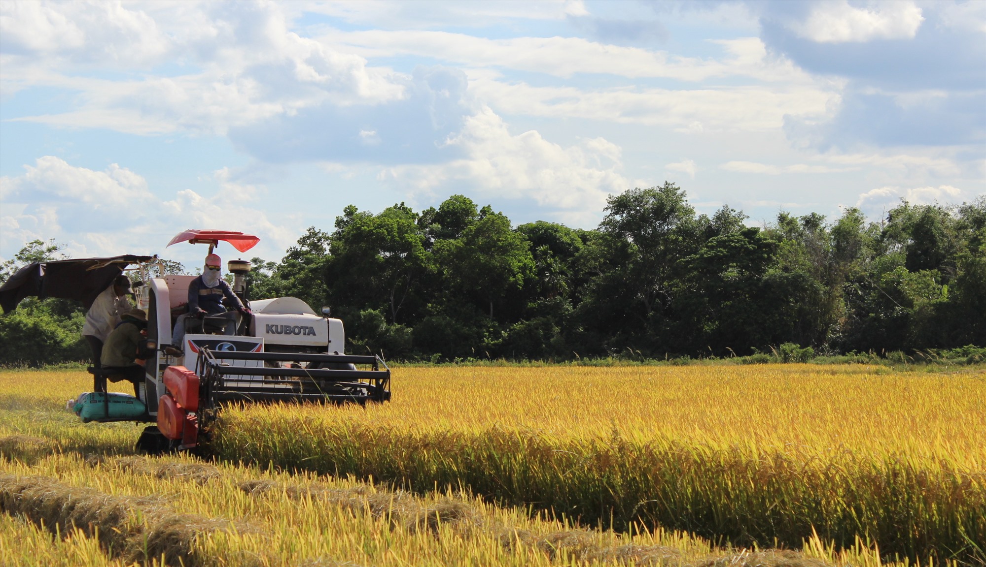 Cần khẩn trương thu hoạch lúa Hè Thu kịp thời tránh ảnh hưởng bởi thời tiết bất lợi - Ảnh: K.S