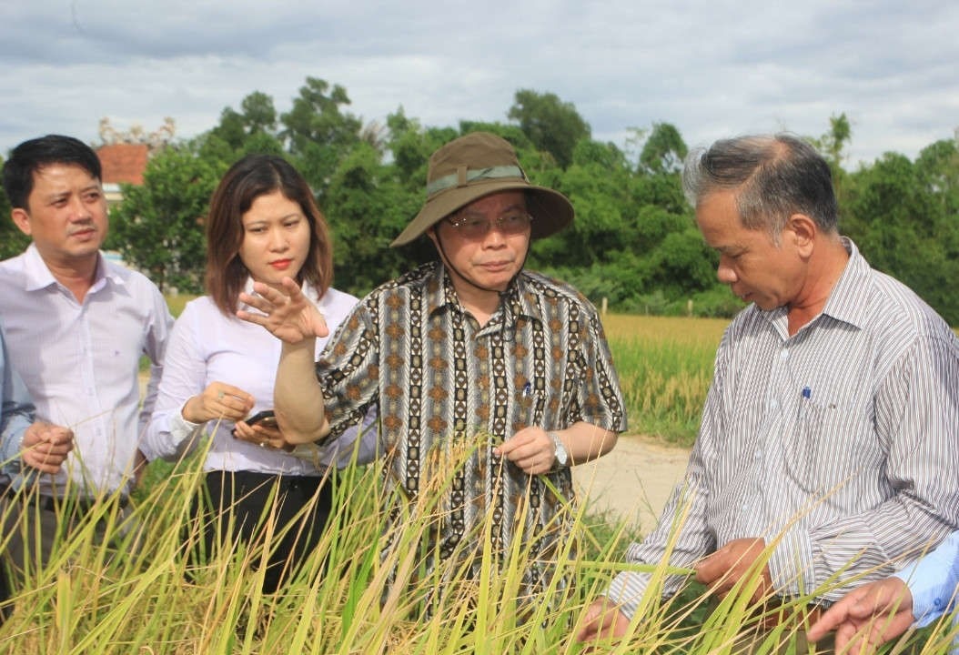 Phó Chủ tịch Quốc hội Phùng Quốc Hiển thăm cánh đồng lúa hữu cơ tại  thôn Phước Thị xã Gio Mỹ , Gio Linh